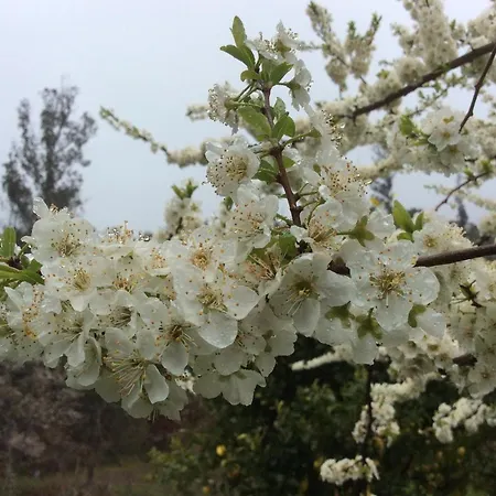 Vila T3 Quinta Da Melroa - Mountain - Caramulo Viseu