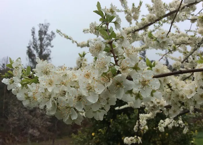 וילה T3 Quinta Da Melroa - Mountain - Caramulo ויסאו