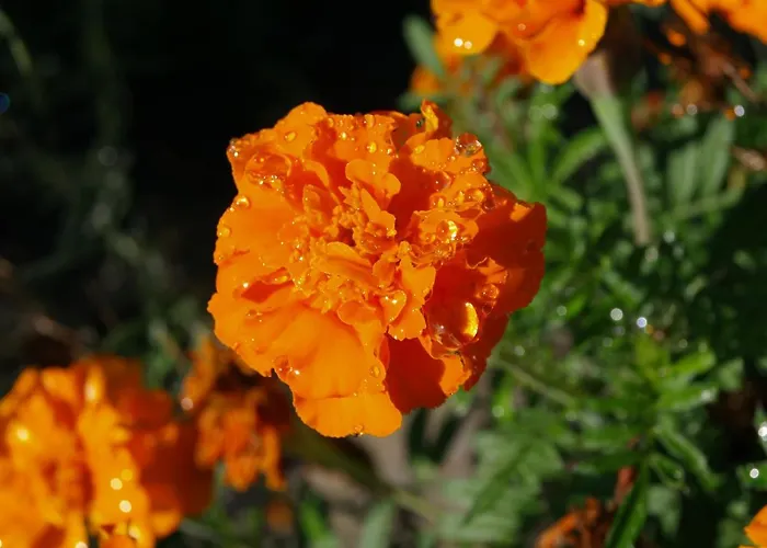 T3 Quinta Da Melroa - Mountain - Caramulo * ויסאו